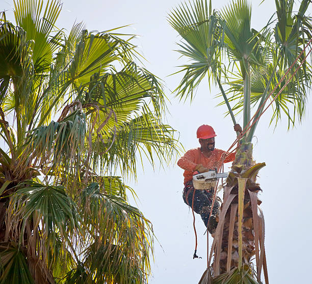 The Steps Involved in Our Tree Care Process in Beulah, ND